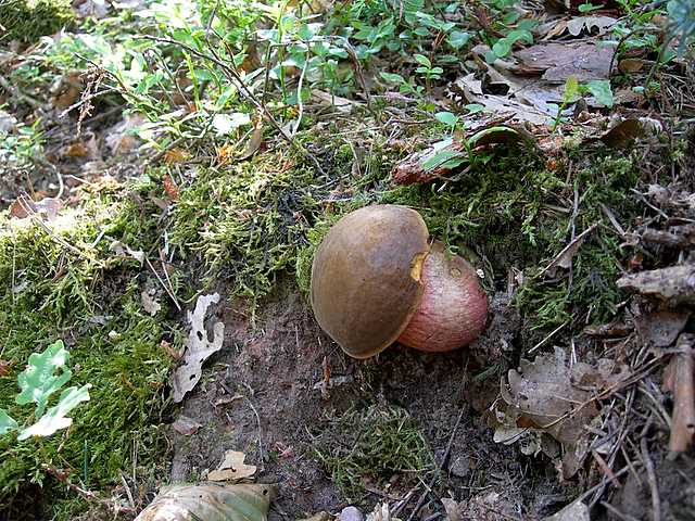 I funghi della foresta di Thann